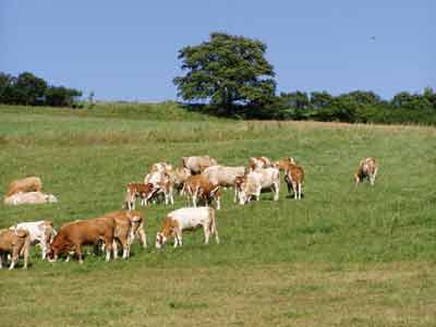 Circa 16 Mitglieder...