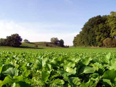Hügellandschaft mit Winterzwischenfrucht