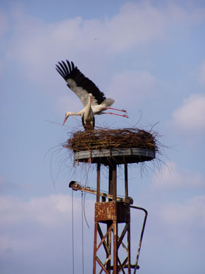 Storchennest