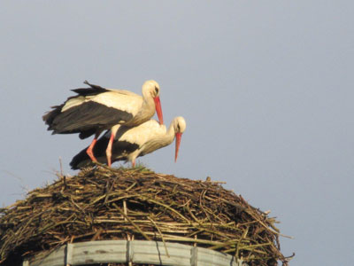 Zwei Störche in Wulkow 2022