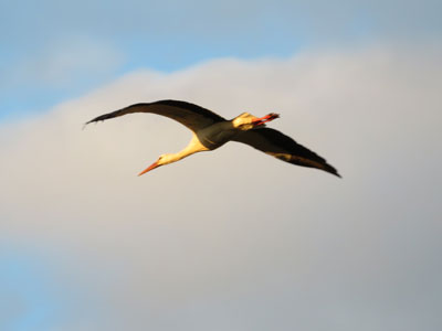 Fliegender Storch in Wulkow am 2. April 2023